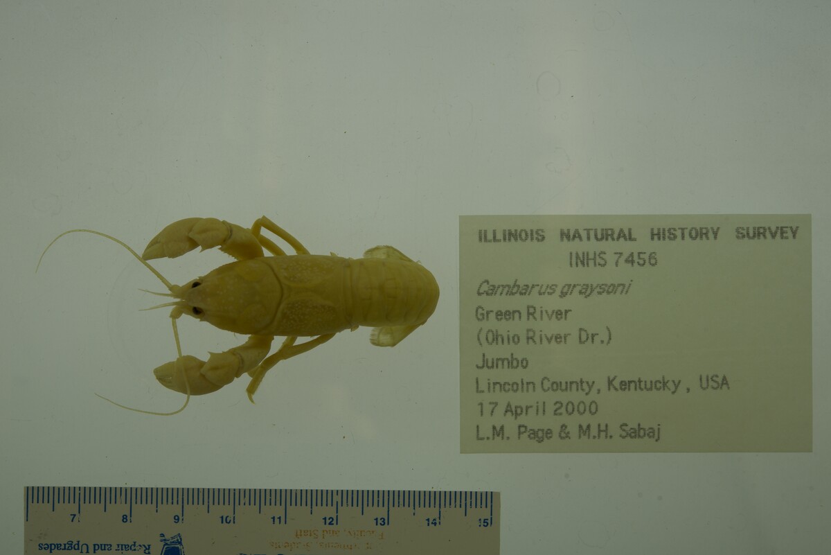 Cambarus graysoni image